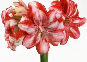 hippeastrum Jolly Majesty (1)